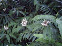 アカカ滝で見た植物