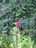 アカカ滝で見た植物