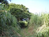 トレイル 撮影時刻−8:31