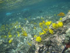 珊瑚礁と熱帯魚たち