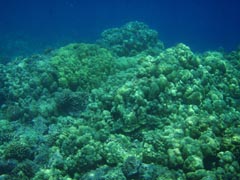 珊瑚礁と熱帯魚たち